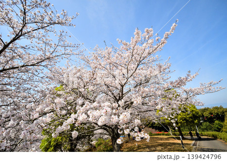 桜、サクラ、さくら 139424796