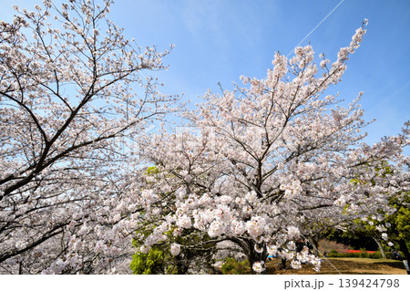 桜、サクラ、さくら 桜、サクラ、さくら 139424798