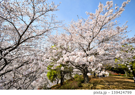 桜、サクラ、さくら 139424799