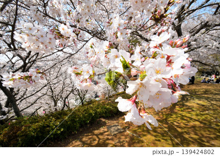 桜、サクラ、さくら 桜、サクラ、さくら 139424802