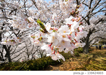 桜、サクラ、さくら 139424803