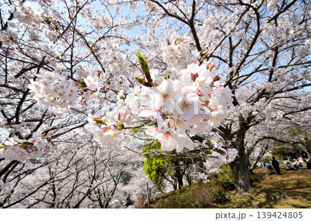 桜、サクラ、さくら 桜、サクラ、さくら 139424805