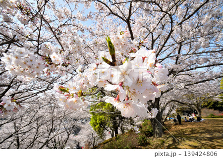 桜、サクラ、さくら 桜、サクラ、さくら 139424806