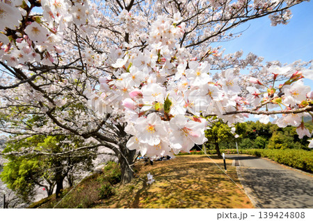 桜、サクラ、さくら 桜、サクラ、さくら 139424808