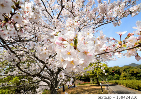 桜、サクラ、さくら 桜、サクラ、さくら 139424810