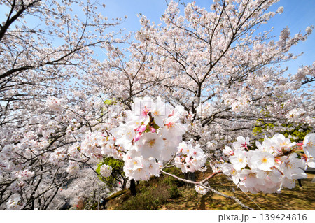 桜、サクラ、さくら 桜、サクラ、さくら 139424816