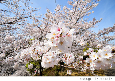 桜、サクラ、さくら 桜、サクラ、さくら 139424817