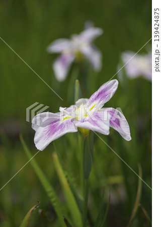 白と紫色の菖蒲の花が咲いています。このアヤメの名前は五月晴です。 白と紫色の菖蒲の花が咲いています。このアヤメの名前は五月晴です。 139424875