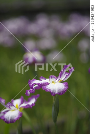 白と紫色の菖蒲の花が咲いています。このアヤメの名前は長生殿です。 白と紫色の菖蒲の花が咲いています。このアヤメの名前は長生殿です。 139424902