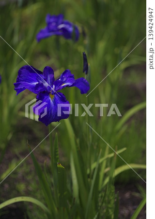 花菖蒲園に青紫色のショウブの花が咲いています。このハナショウブの名前は藍草紙（アイゾウシ）です。 139424947