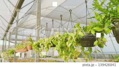 Greenhouse featuring hanging pots trailing vines shade cloth seedling benches irrigation pipes Greenhouse featuring hanging pots trailing vines shade cloth seedling benches irrigation pipes 139426841