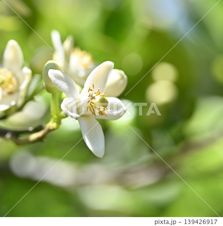 水晶文旦(すいしょうぶんたん)の花 水晶文旦(すいしょうぶんたん)の花 139426917