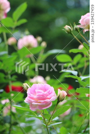 蕾を添えたピンクローズの花(縦構図) 蕾を添えたピンクローズの花(縦構図) 139427459