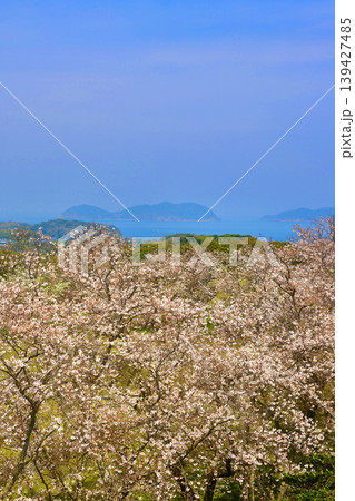 名護屋城跡・本丸跡からの眺望・桜と島々(佐賀県・名護屋) 名護屋城跡・本丸跡からの眺望・桜と島々(佐賀県・名護屋) 139427485
