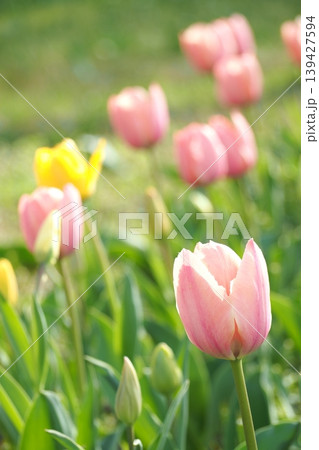 春の花壇に咲くピンク色のチューリップ 春の花壇に咲くピンク色のチューリップ 139427594