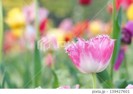 春の花壇に咲くチューリップの花 139427601