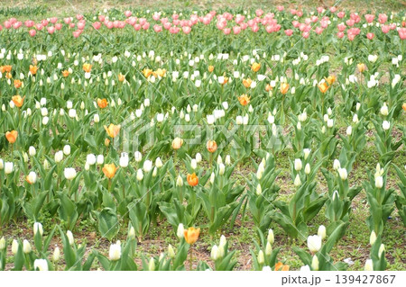 春の花壇に咲くチューリップ 春の花壇に咲くチューリップ 139427867