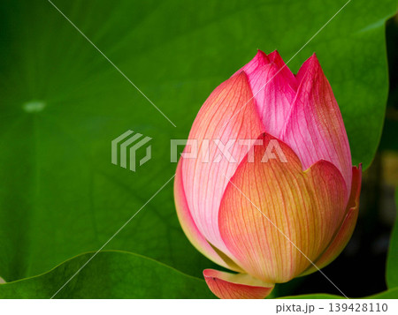 蓮の花、薄いピンク色、白のぼかしの蕾 139428110