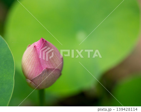 蓮の花、薄いピンク色、白のぼかしの蕾 139428114