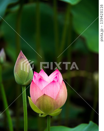蓮の花、薄いピンク色、白のぼかしの蕾 139428116