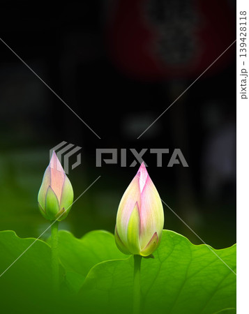 蓮の花、薄いピンク色、白のぼかしの蕾 蓮の花、薄いピンク色、白のぼかしの蕾 139428118