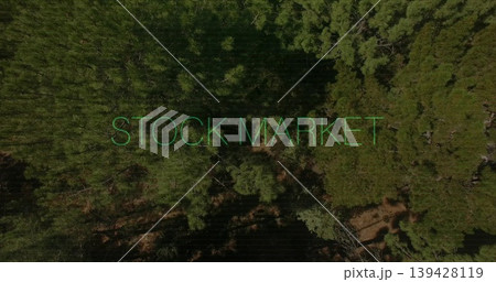 Displaying neon-green STOCK MARKET text across aerial evergreen canopy revealing gaps and shadows 139428119
