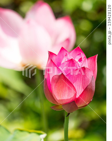 蓮の花、薄いピンク色、白のぼかしの蕾 139428120