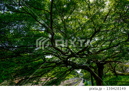 散歩道にかかる大樹の風景 散歩道にかかる大樹の風景 139428149