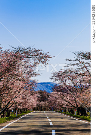 北海道・優駿桜ロードを彩る満開の桜 北海道・優駿桜ロードを彩る満開の桜 139428689