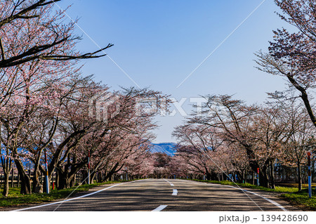 青空の下に続く優駿桜ロードの春景色 青空の下に続く優駿桜ロードの春景色 139428690