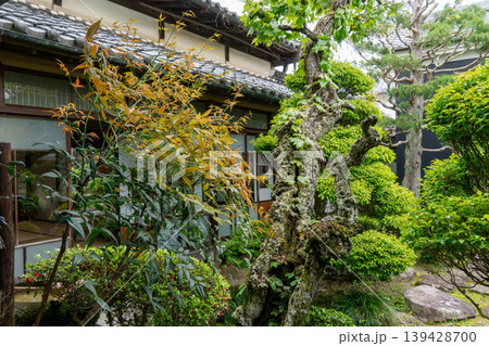 歴史的建造物・勝川屋の静かな中庭の景観 歴史的建造物・勝川屋の静かな中庭の景観 139428700