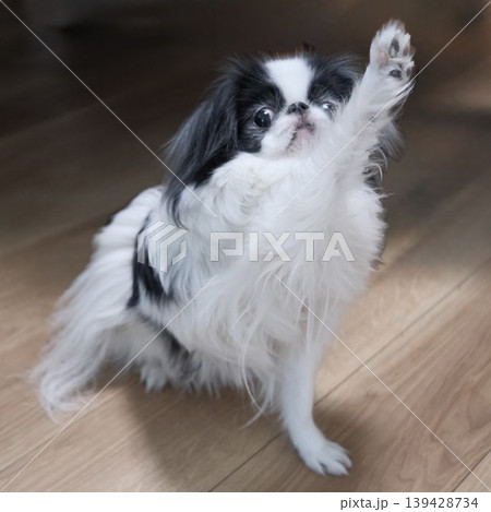 室内で遊ぶ狆（Japanese Chin）の愛らしい表情 139428734