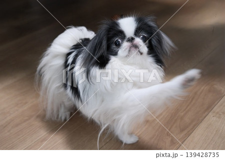 室内で遊ぶ狆（Japanese Chin）の愛らしい表情 139428735