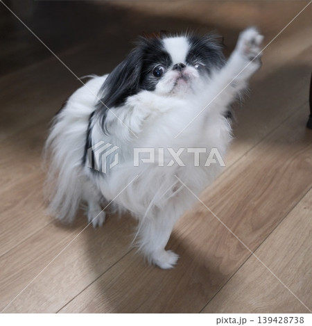 室内で遊ぶ狆（Japanese Chin）の愛らしい表情 139428738