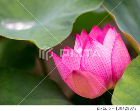 赤いハスの花、夏近し。満開の蓮 139429078