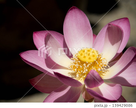 赤いハスの花、夏近し。満開の蓮 139429086