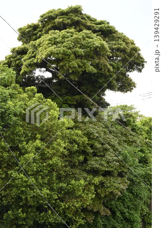 新緑の梅沢のタブの木 139429291