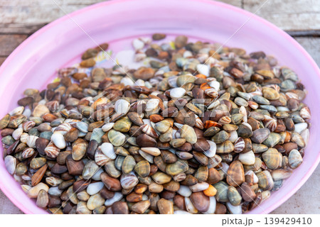 Close up of fresh small clams in pink basin ready for cooking seafood ingredient natural shells texture market harvest preparation Close up of fresh small clams in pink basin ready for cooking seafood ingredient natural shells texture market harvest preparation 139429410