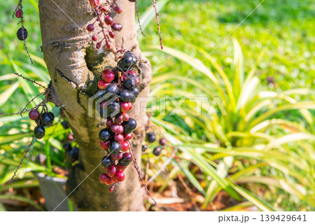 Fresh jabuticaba berries clustering on tree trunk in garden sunlight tropical fruit detail with glossy skin natural outdoor agriculture and organic harvest concept Fresh jabuticaba berries clustering on tree trunk in garden sunlight tropical fruit detail with glossy skin natural outdoor agriculture and organic harvest concept 139429641