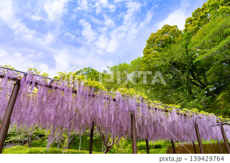 静岡県藤枝市 蓮華寺公園 静岡県藤枝市 蓮華寺公園 139429764