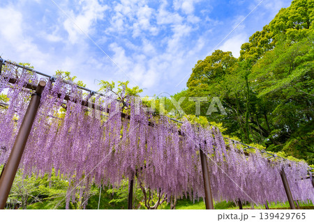 静岡県藤枝市　蓮華寺公園 139429765