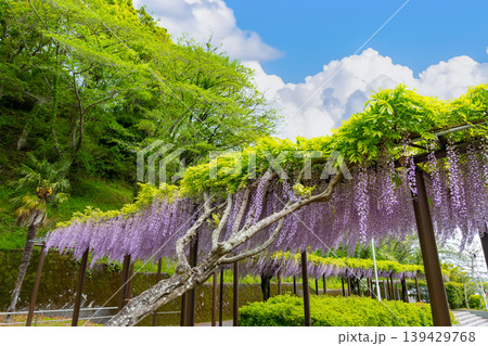 静岡県藤枝市　蓮華寺公園 139429768