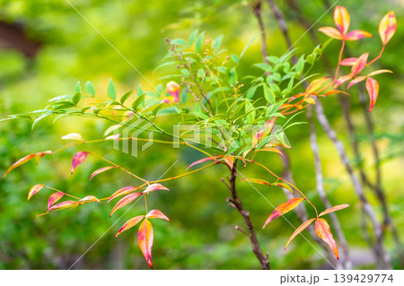 庭に植えられたナンテンの葉とボケ味のある背景 庭に植えられたナンテンの葉とボケ味のある背景 139429774