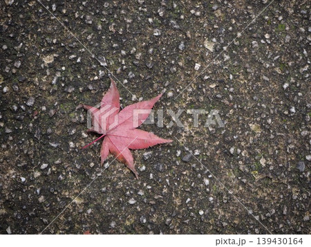 道端に落ちた1枚だけの紅葉 道端に落ちた1枚だけの紅葉 139430164