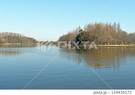 水元公園の広大な水辺 冬のメタセコイアと穏やかな水面が映し出す凛とした静寂 水元公園の広大な水辺 冬のメタセコイアと穏やかな水面が映し出す凛とした静寂 139430172