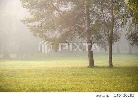 Misty morning in the park, sunlight filtering through trees and illuminating the grass. Misty morning in the park, sunlight filtering through trees and illuminating the grass. 139430293