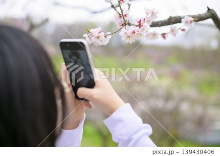 梅の花の写真を撮る女性 梅の花の写真を撮る女性 139430406