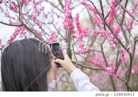 梅の花の写真を撮る女性 梅の花の写真を撮る女性 139430411