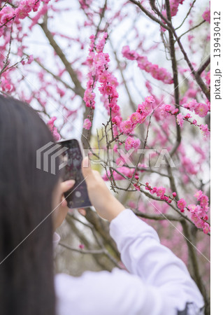 梅の花の写真を撮る女性 梅の花の写真を撮る女性 139430412