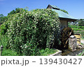 浜寺公園のバラ園にて 139430427